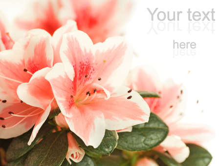 Beautiful fresh flowers over white backgroundの写真素材