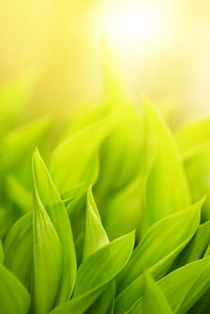 Fresh green grass (shallow DoF)の写真素材