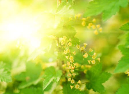 Green leaves at sunny dayの写真素材