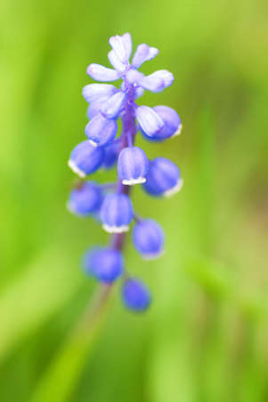 Beautiful blue flowers on a meadow (shallow DoF)