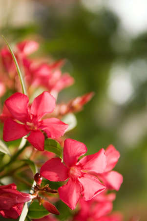 Beautiful flowers with nice defocused green backgroundの写真素材