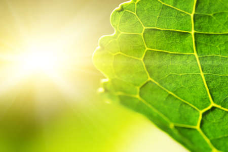Green leaf (shallow DoF)の写真素材