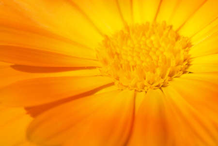Beautiful orange flower close-up shotの写真素材