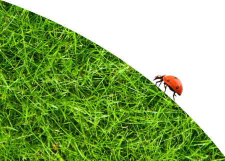 Ladybug sitting on a green grassの写真素材