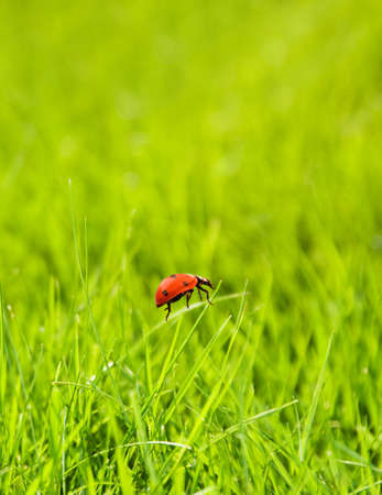Ladybug sitting on a green grassの写真素材