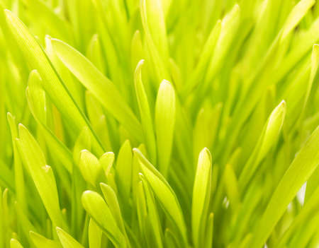 Abstract green grass backgroundの写真素材