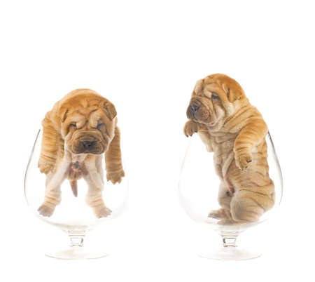 Sharpei puppies inside glassesの写真素材