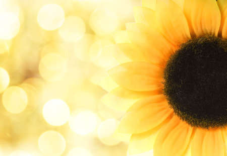 Sunflower over abstract backgroundの写真素材