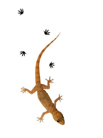 Small lizard over white backgroundの写真素材