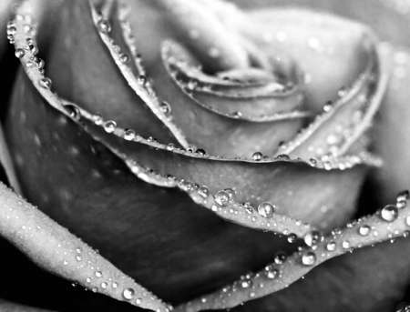 Monochrome wet rose close-up shotの写真素材