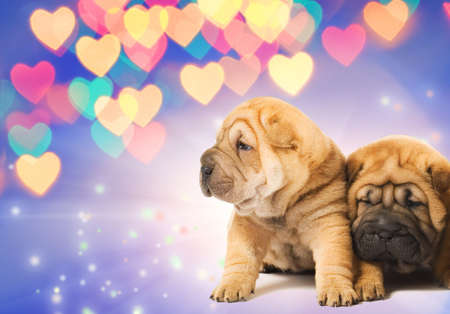 Two shar-pei puppies in loveの写真素材