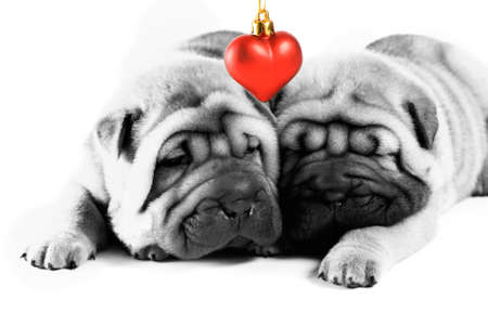 Two sharpei puppies in loveの写真素材