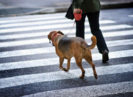 Man with a dog crossing the streetの写真素材
