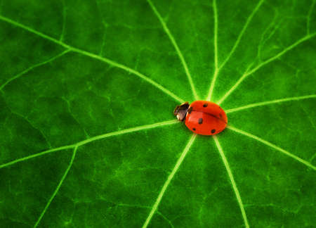 Ladybug sitting on a green leafの写真素材