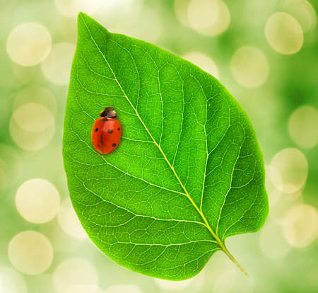 Ladybug sitting on a green leafの写真素材