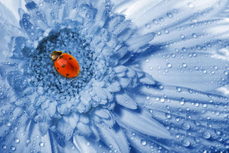 Ladybug sitting on a blue flowerの写真素材