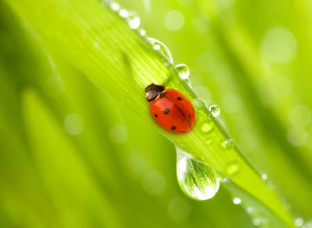 Ladybug sitting on a green grassの写真素材
