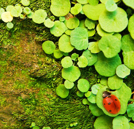 Ladybug sitting on a green grassの写真素材