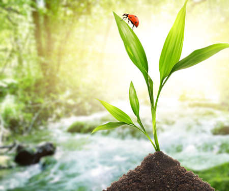 Ladybug sitting on a young plantの写真素材