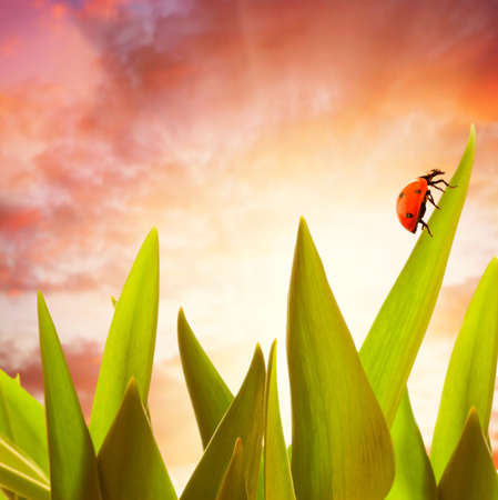 Ladybug sitting on a green grassの写真素材