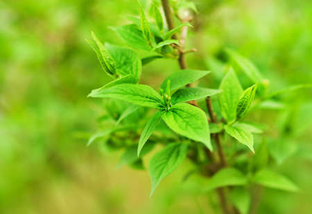 Green plantの写真素材