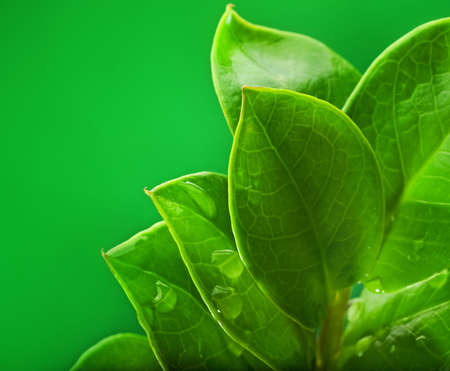 Fresh green leaves