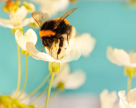 Bumble bee on a flowerの写真素材