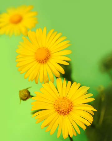 Yellow flowers over green backgroundの写真素材
