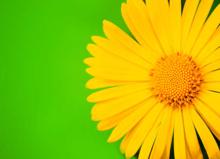 Yellow flower close-up shotの写真素材