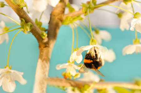 Bumble bee on a flowerの写真素材