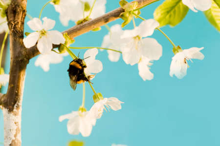Bumble bee on a flowerの写真素材