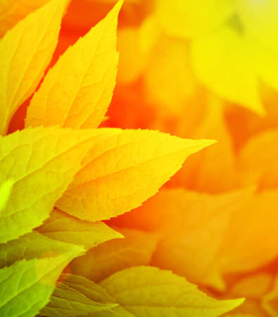 Autumn leavesの写真素材