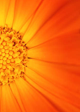 Beautiful orange flowerの写真素材