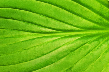 Green leaf textureの写真素材