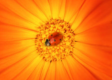Ladybug sitting on a flowerの写真素材