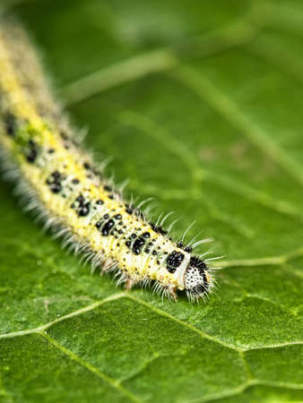 Caterpillar on a green leaf

