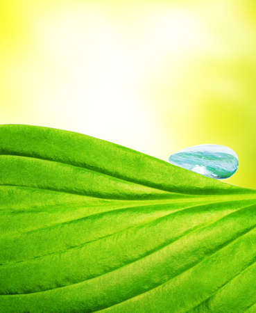 Water drop on green leaf

の写真素材