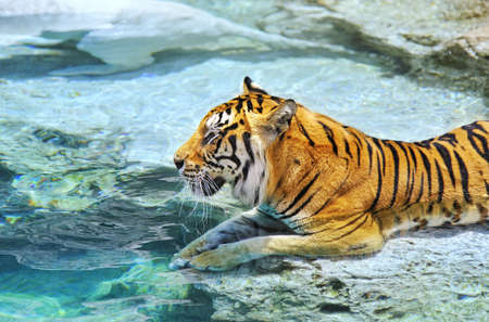 Picture of a bengal tiger near the waterの写真素材