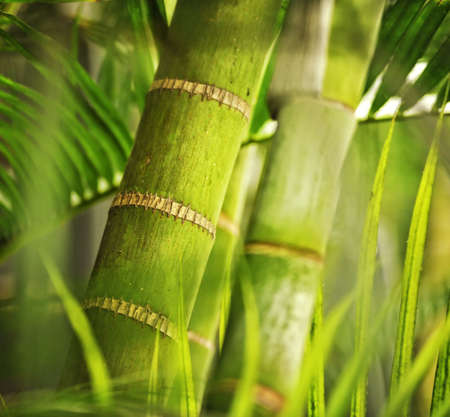 Green plant close-upの写真素材