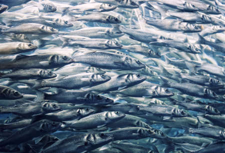 Abstract fish backgroundの写真素材