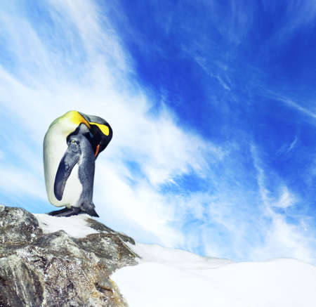 Picture of a penguinの写真素材