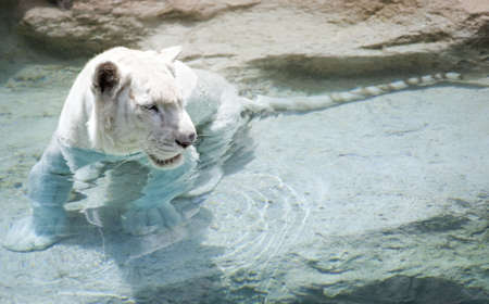 Picture of a white tiger near the waterの写真素材