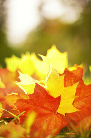 Autumn leaves background