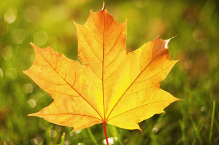 Close-up of autumn leaf 

の写真素材