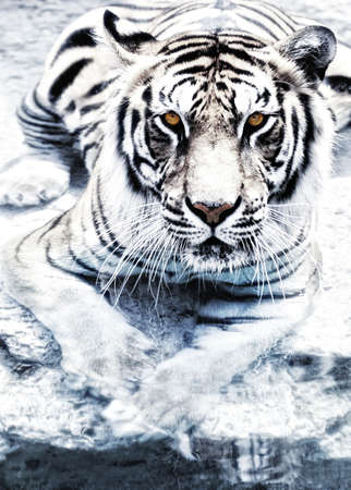 Picture of a silver tigerの写真素材