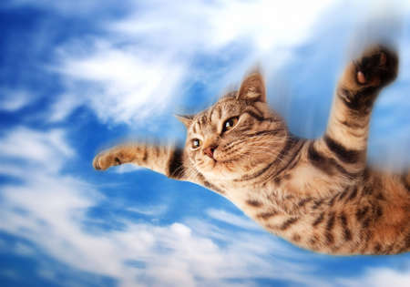 Flying funny kittenの写真素材