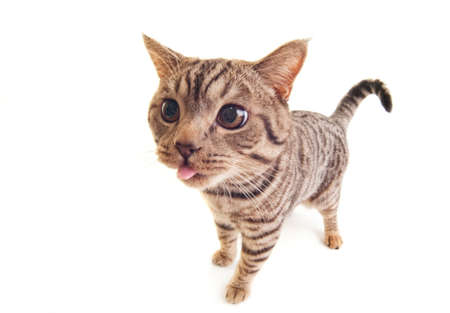 Funny kittenの写真素材