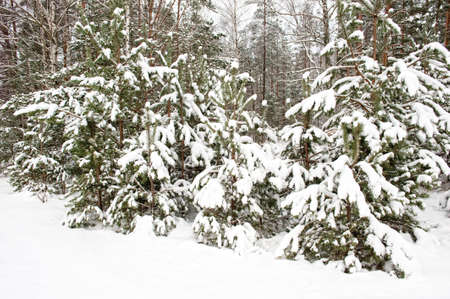 Winter forestの写真素材