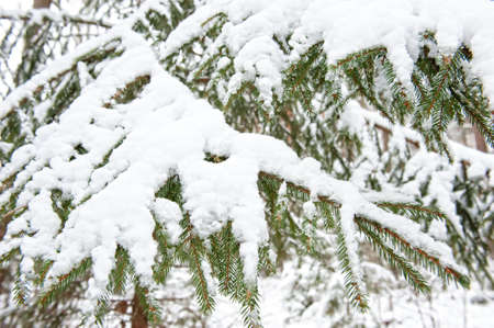Frozen tree in the winter forestの写真素材