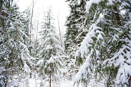 Winter forestの写真素材